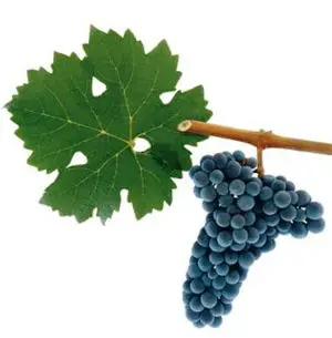 Cabernet Sauvignon vörösbor szőlő