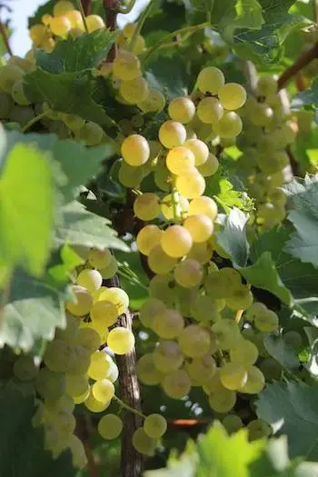 Cserszegi fűszeres borszőlő